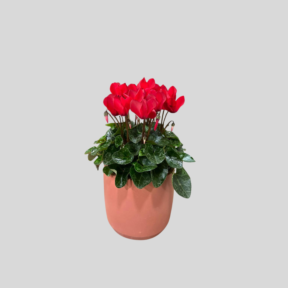 Red Rose Mini Potted Plant
