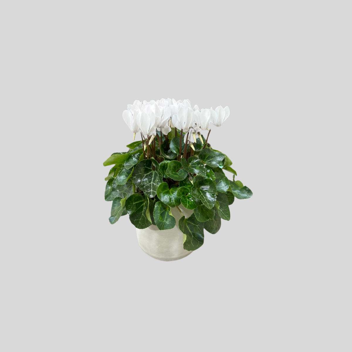 White Bloom Decorative Plant