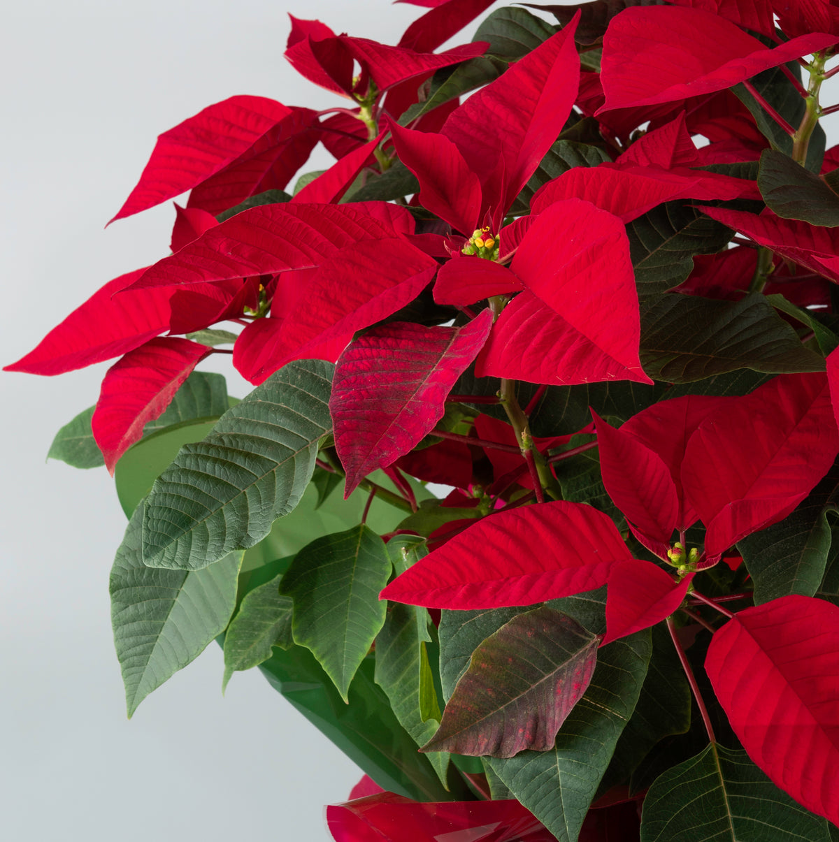Poinsettia Plant in Elegant Packaging