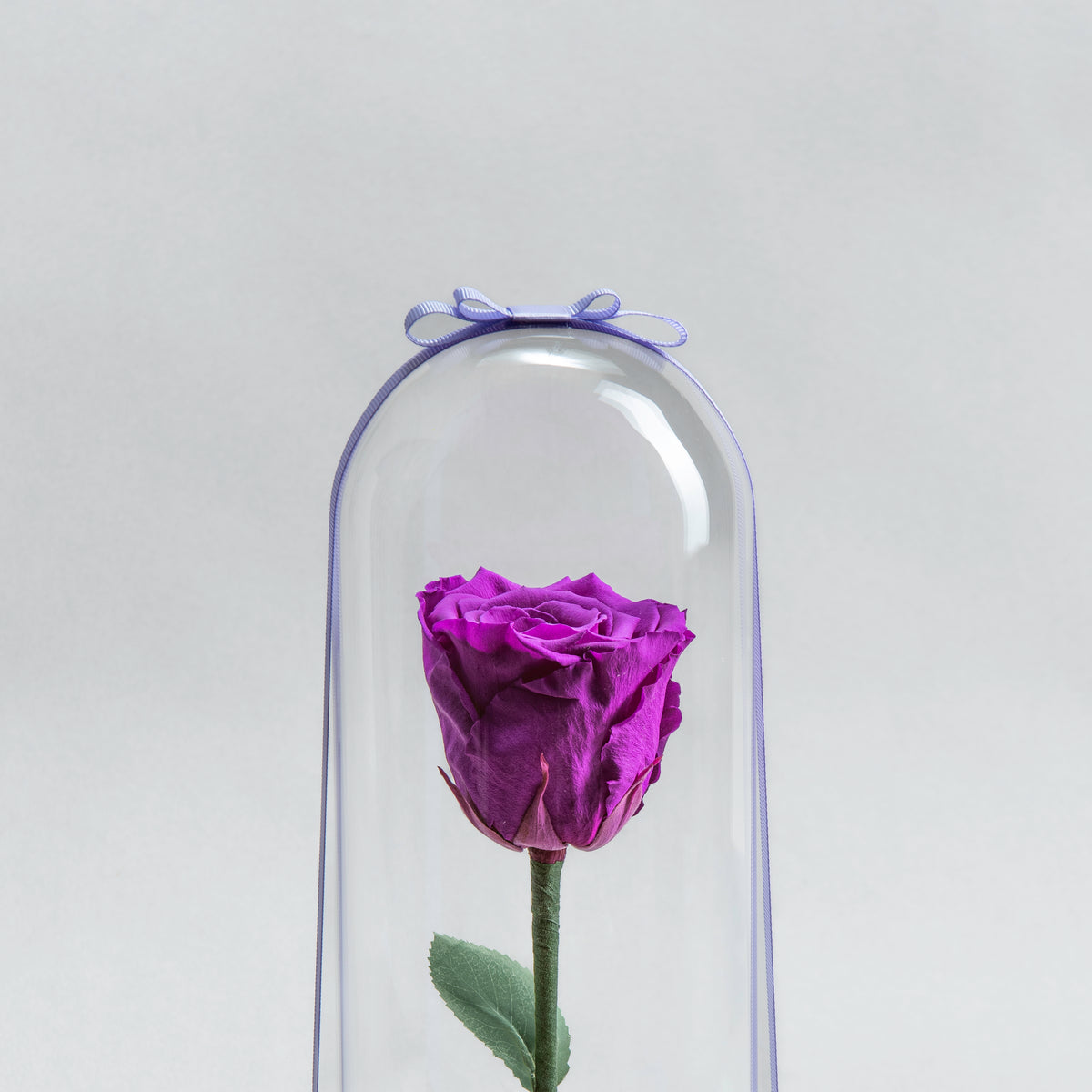 Purple Timeless Bloom Eternal Rose Purple