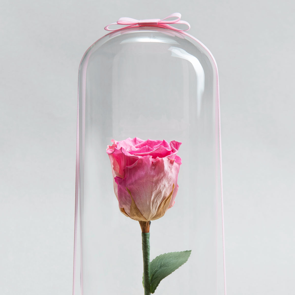 Timeless Bloom: Eternal Rose Fuschia