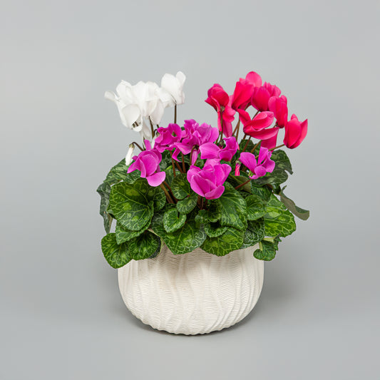 3 plants Cyclamen Harmony Pot