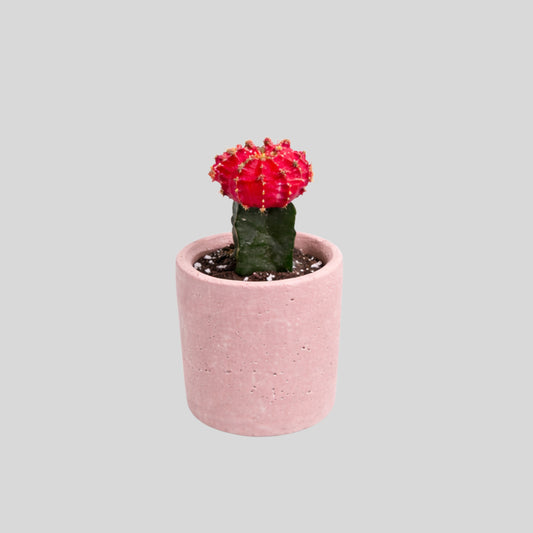 Red Bloom Mini Cactus Pot