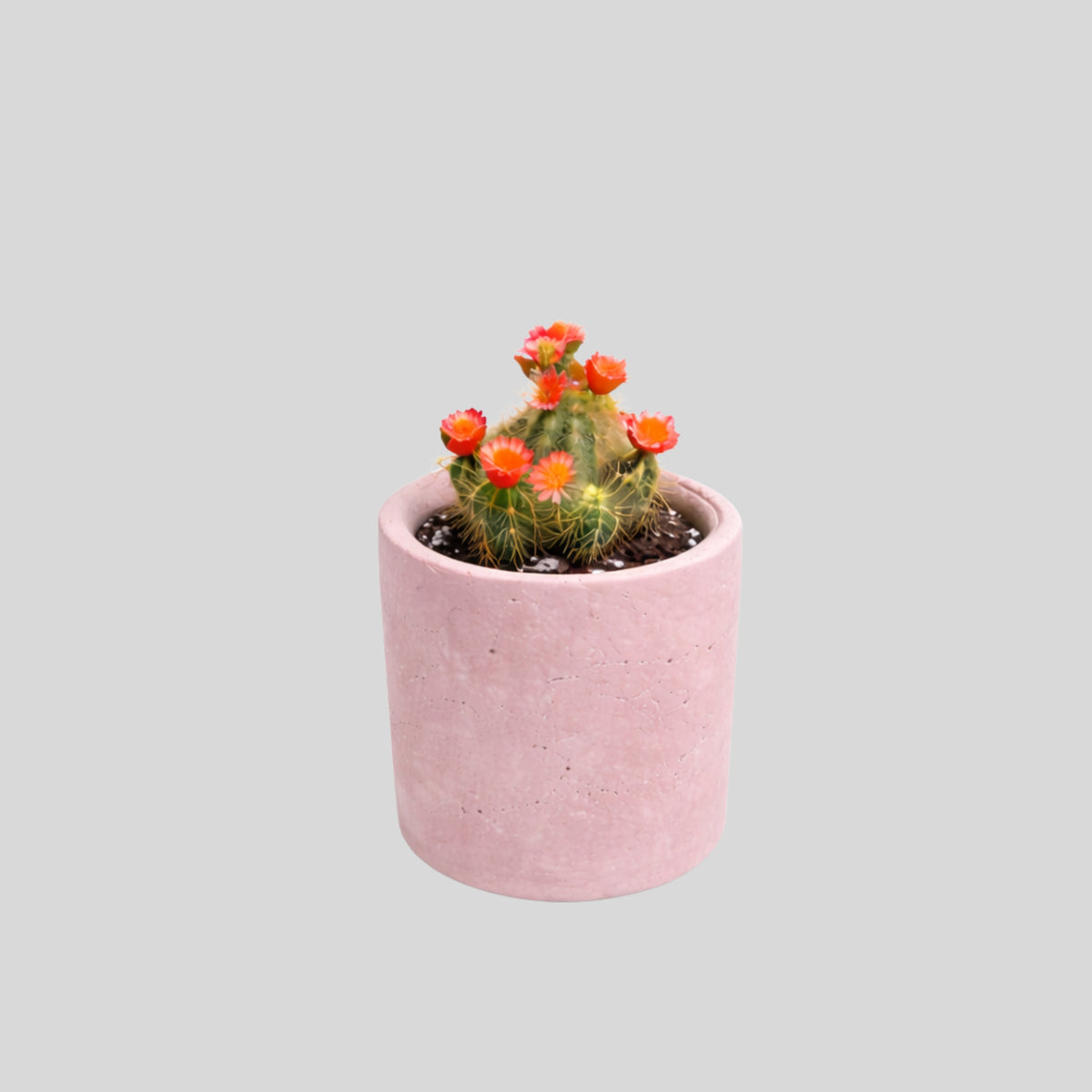 Sunset Bloom Cactus Planter