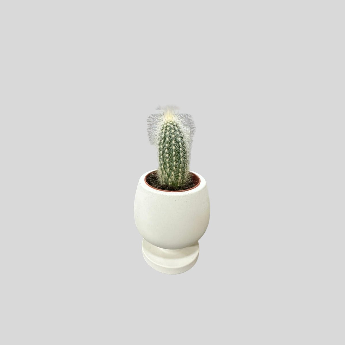 Minimal White Cactus Pot