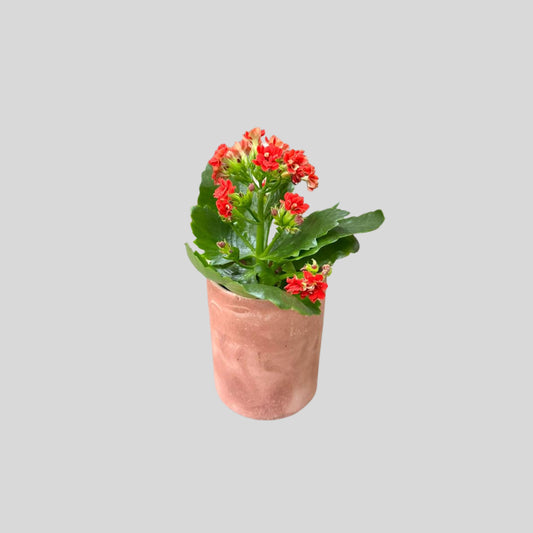 Garden Bloom Mini Planter