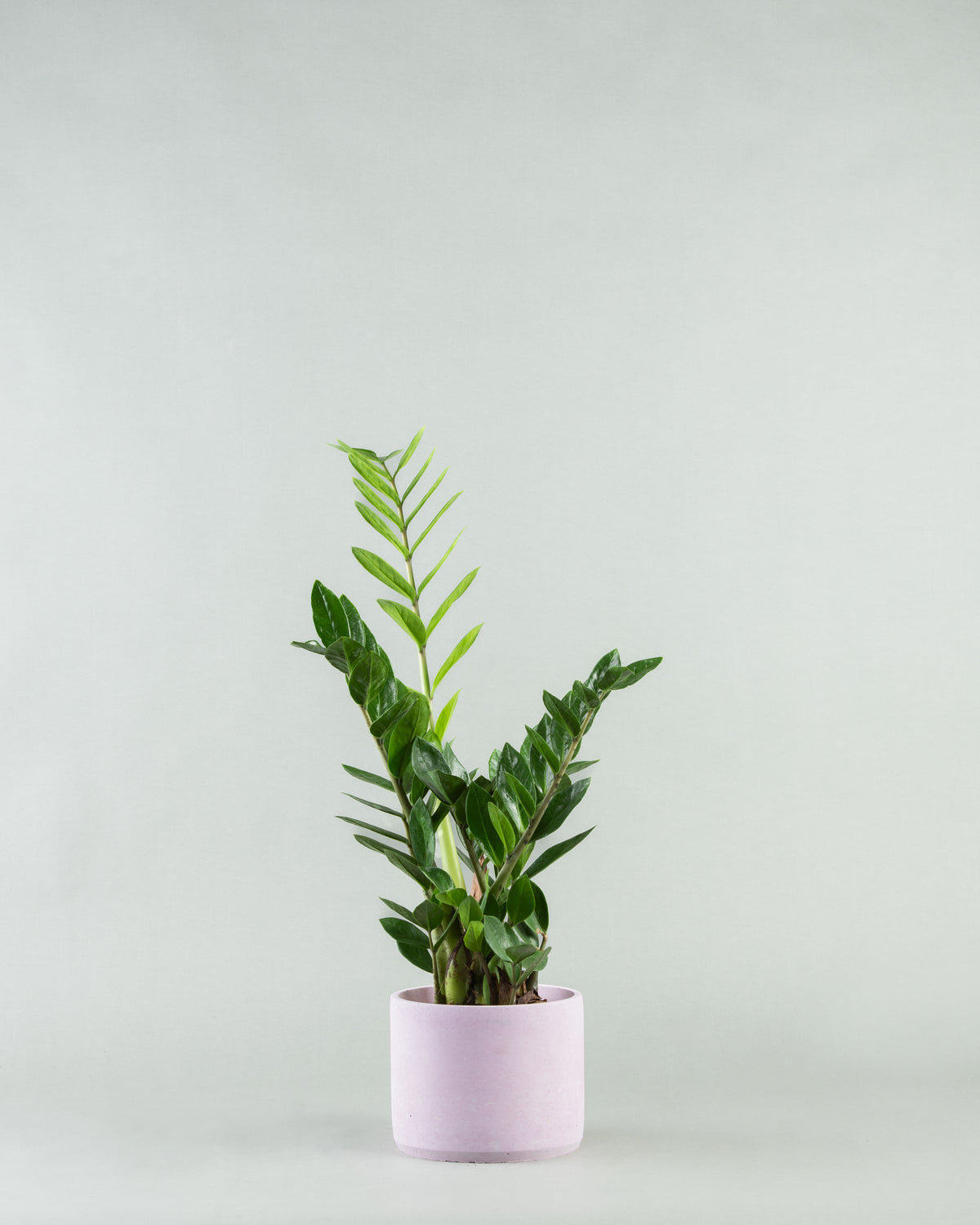 Modern Zee Zee Plant Collection in Assorted Colorful Pottery