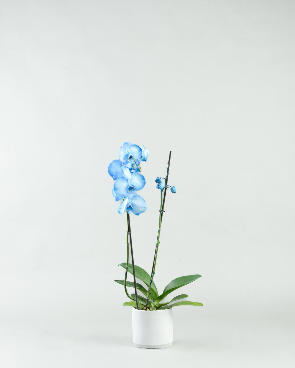 Azure Allure: Blue Phalaenopsis Orchids in Colored Concrete Planters  hb