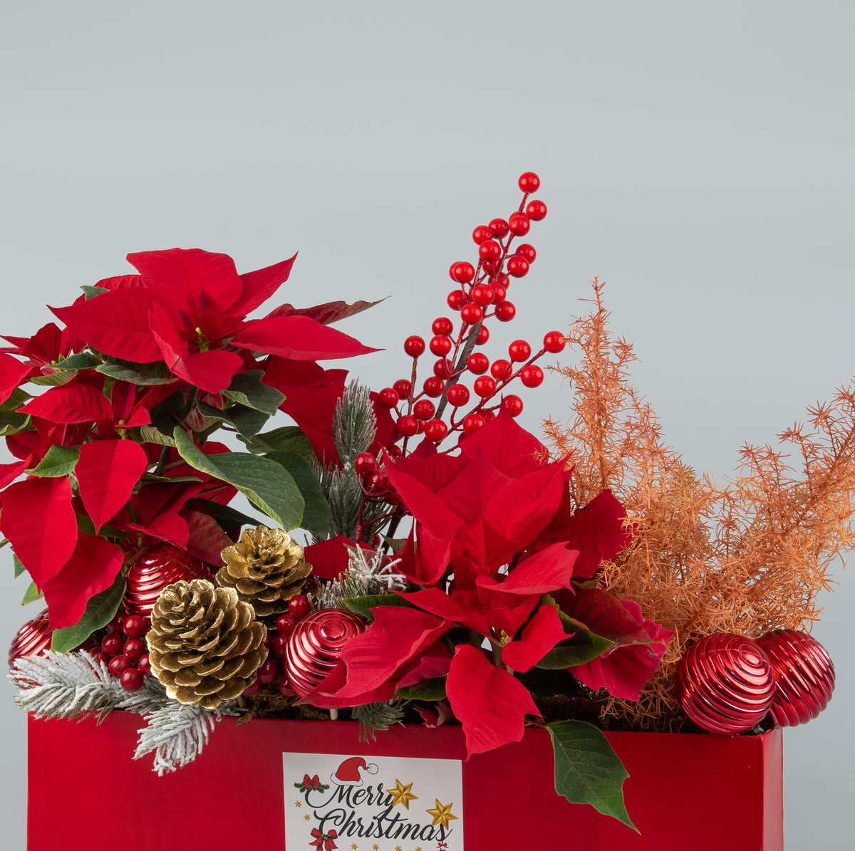 Poinsettia Plant Set - Two in a Box, Red and Decorated for Christmas