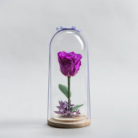Purple Timeless Bloom Eternal Rose Purple