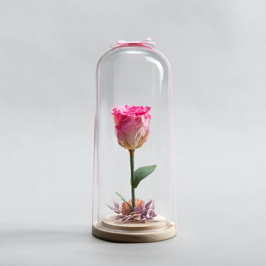 Timeless Bloom: Eternal Rose Fuschia